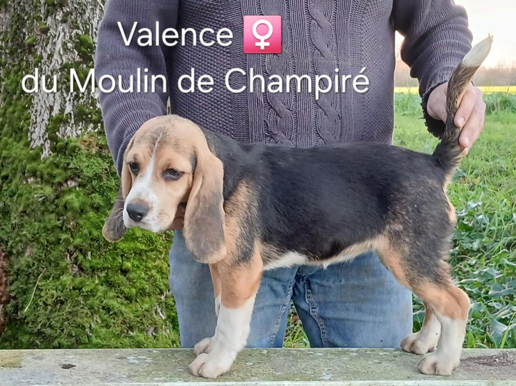 Du Moulin De Champiré - Chiot disponible  - Beagle