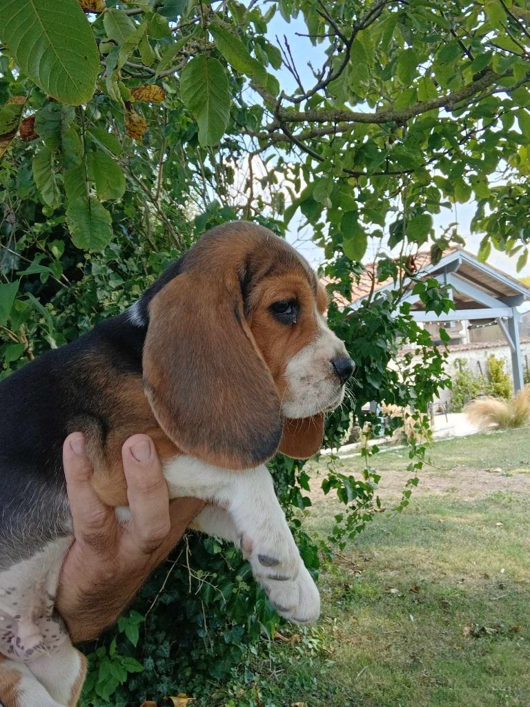 Du Moulin De Champiré - Chiot disponible  - Beagle