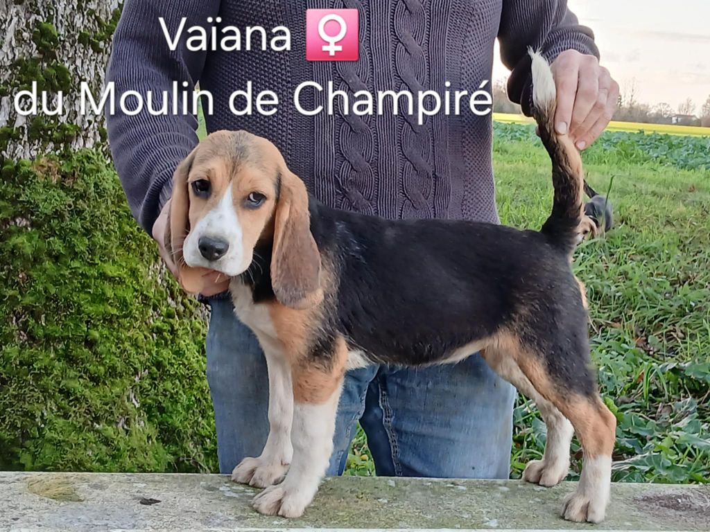 Du Moulin De Champiré - Chiot disponible  - Beagle