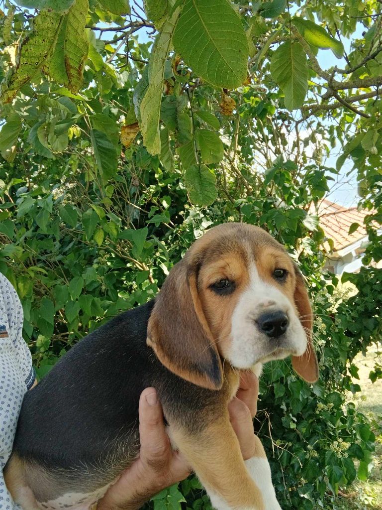 Du Moulin De Champiré - Chiot disponible  - Beagle