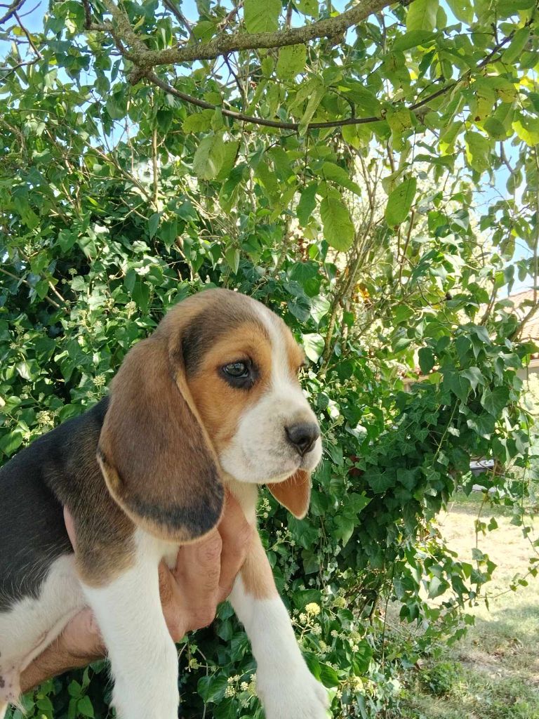 Du Moulin De Champiré - Chiot disponible  - Beagle