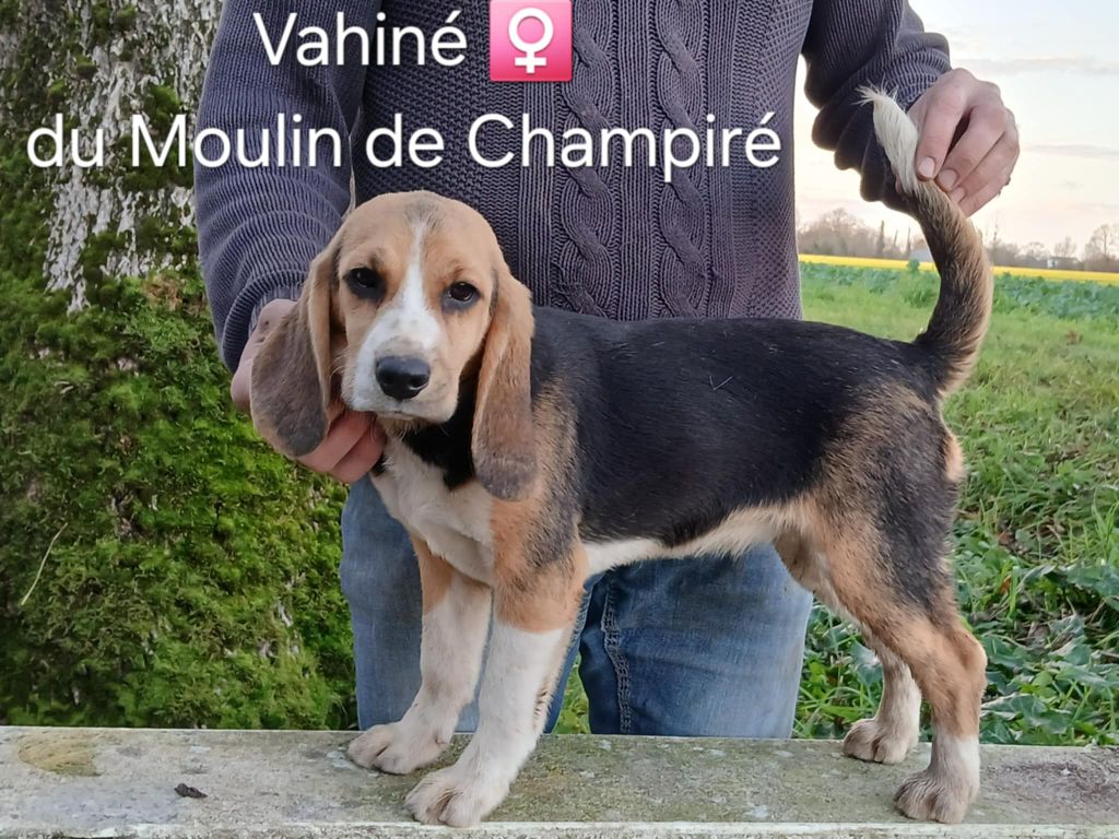 Du Moulin De Champiré - Chiot disponible  - Beagle