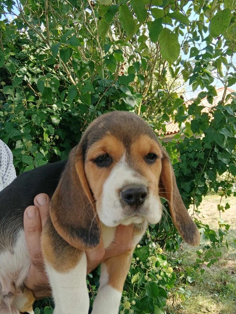 Du Moulin De Champiré - Chiot disponible  - Beagle