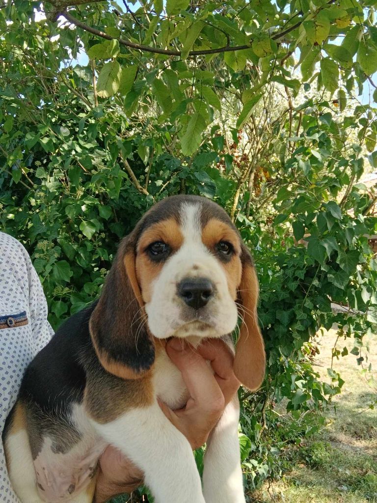 Du Moulin De Champiré - Chiot disponible  - Beagle