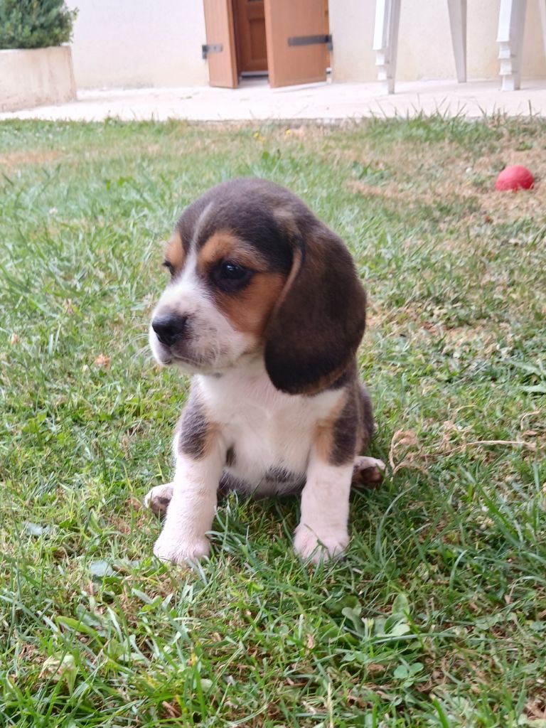 Du Moulin De Champiré - Chiot disponible  - Beagle