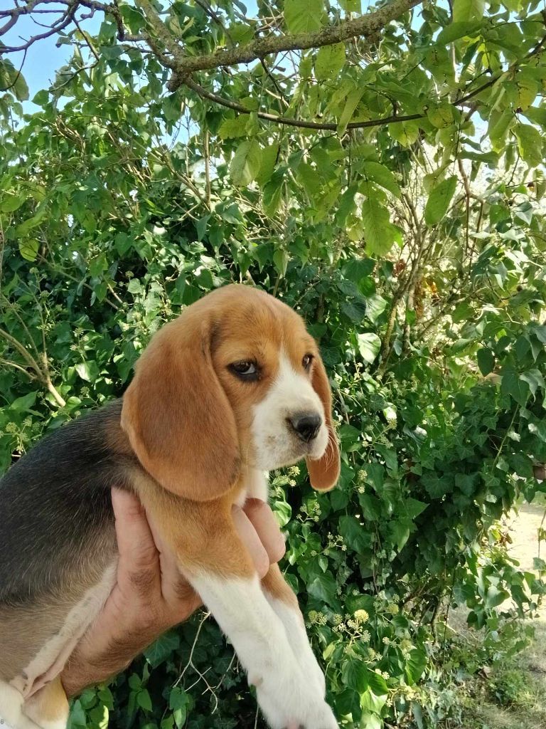 Du Moulin De Champiré - Chiot disponible  - Beagle