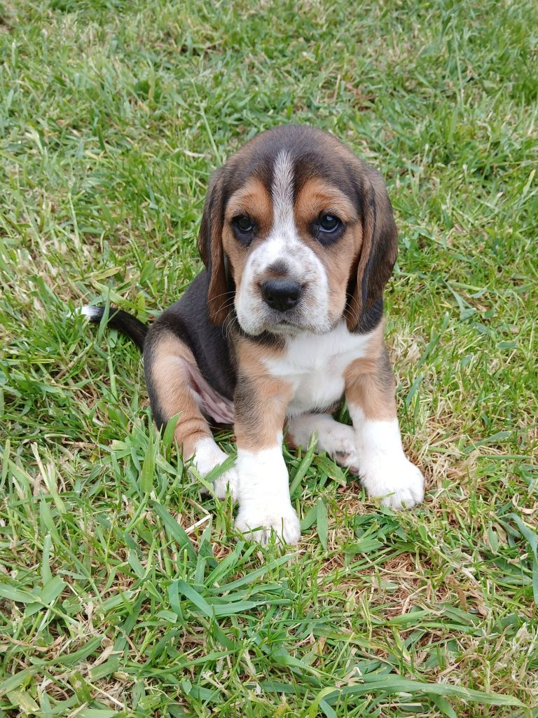 Chiot Beagle Du Moulin De Champiré