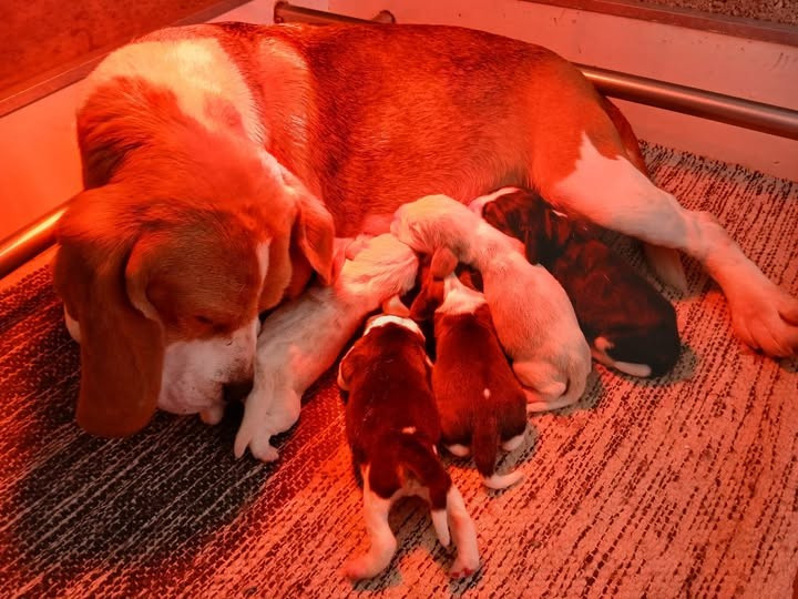 Du Moulin De Champiré - Beagle - Portée née le 18/02/2026