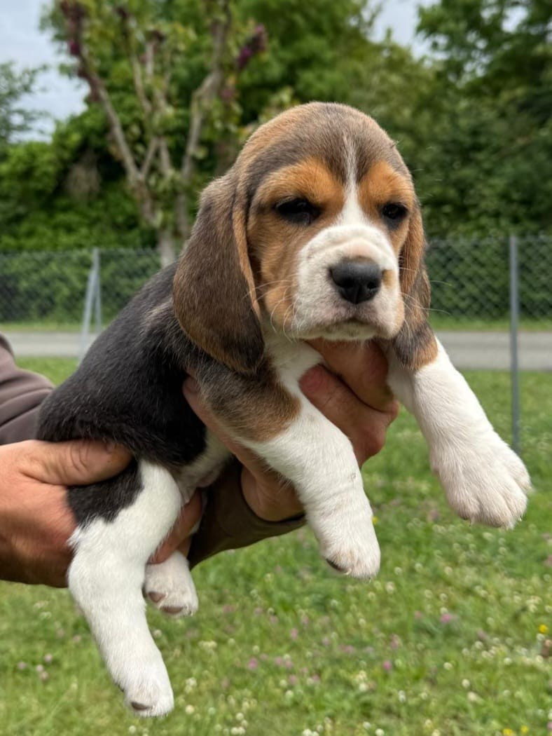 Du Moulin De Champiré - Chiots disponibles - Beagle