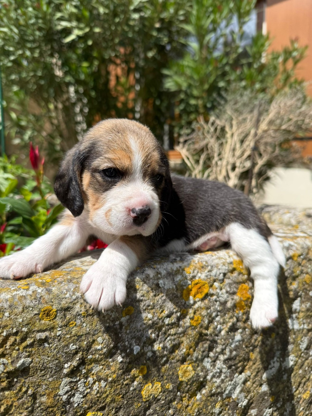 Du Moulin De Champiré - Chiots disponibles - Beagle