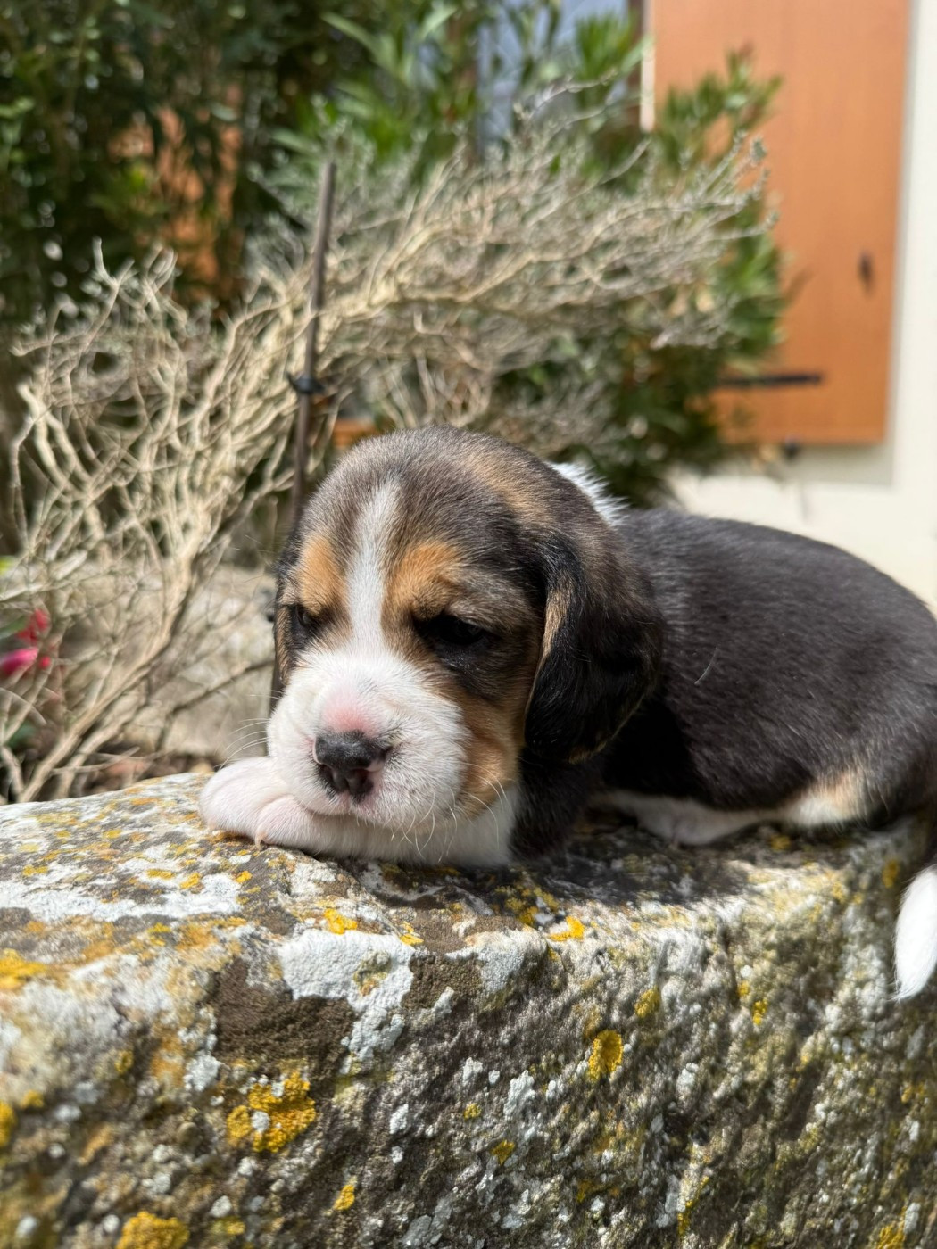Du Moulin De Champiré - Chiots disponibles - Beagle