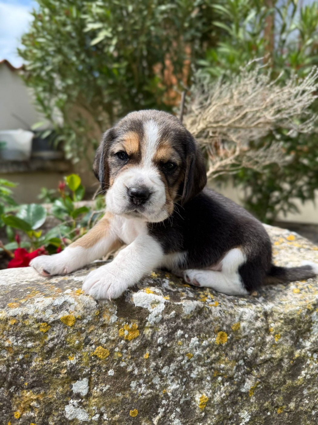 Du Moulin De Champiré - Chiots disponibles - Beagle