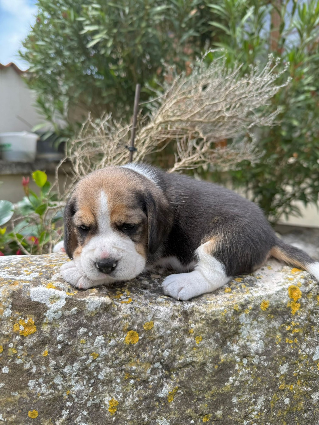 Du Moulin De Champiré - Chiots disponibles - Beagle