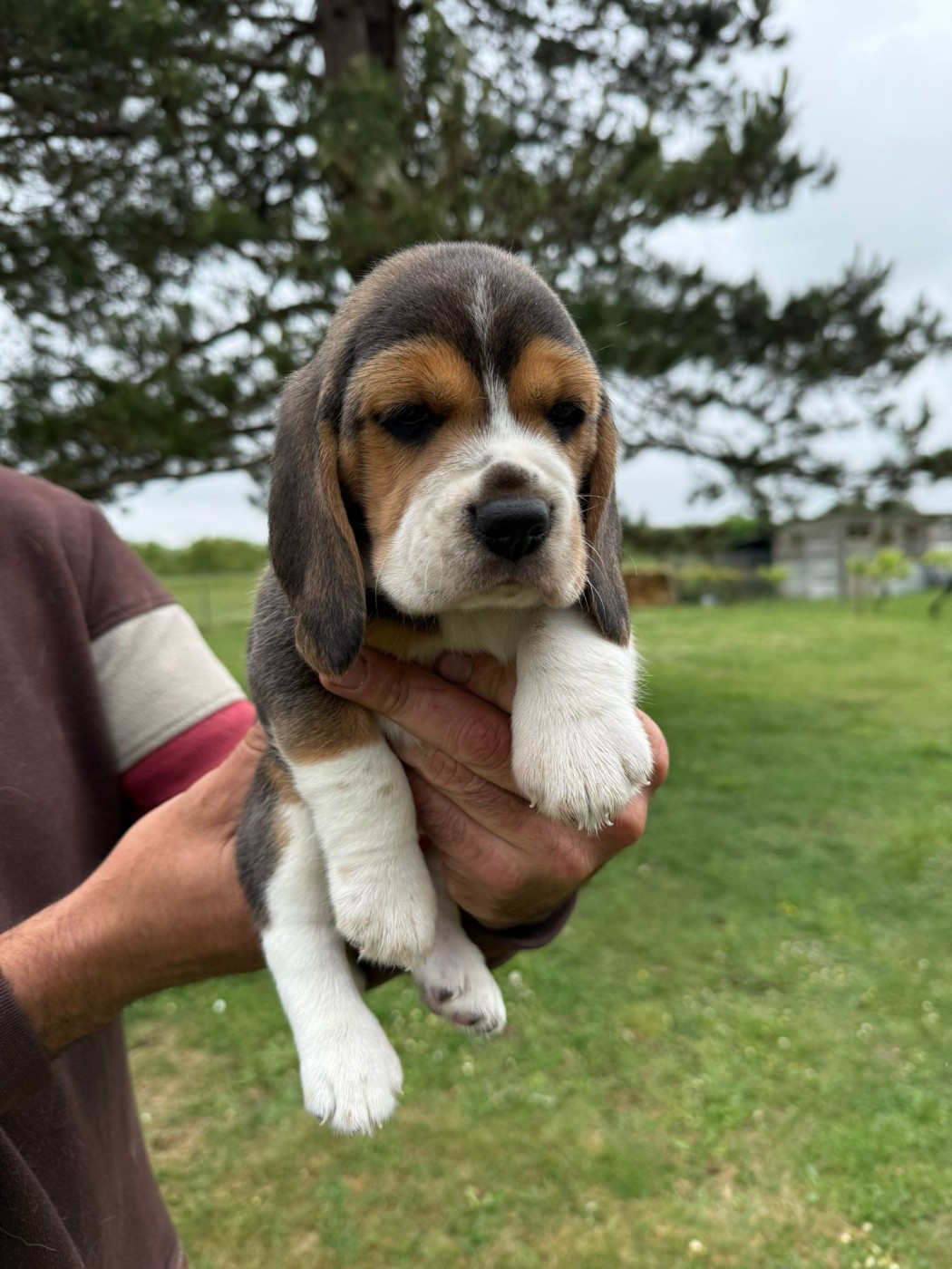Du Moulin De Champiré - Chiots disponibles - Beagle