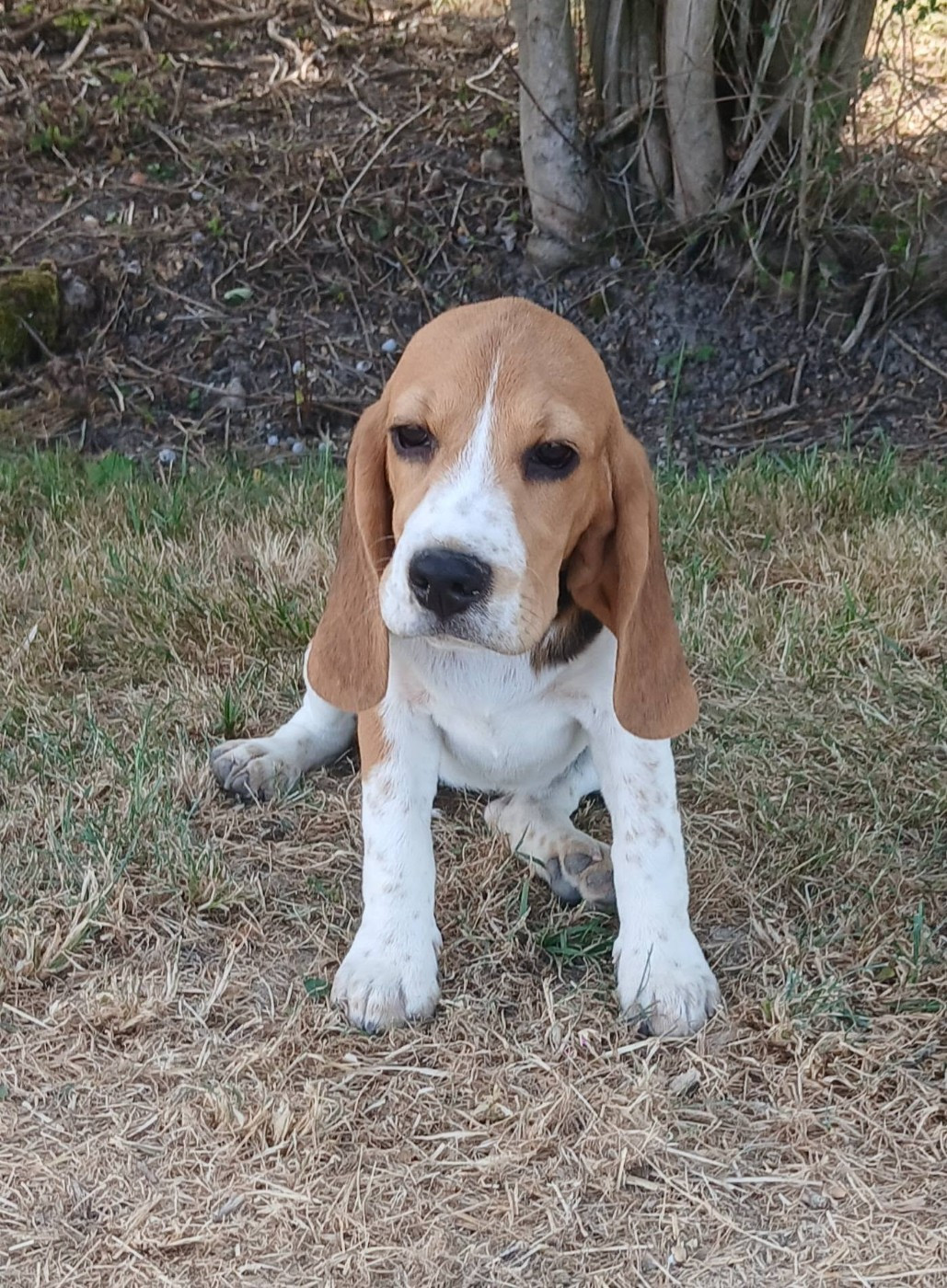 Du Moulin De Champiré - Chiots disponibles - Beagle