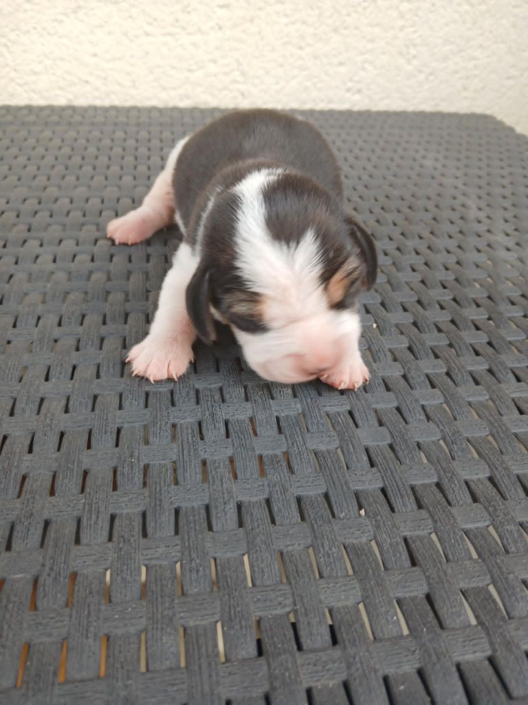 Du Moulin De Champiré - Chiots disponibles - Beagle