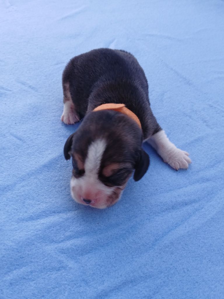 Du Moulin De Champiré - Chiots disponibles - Beagle