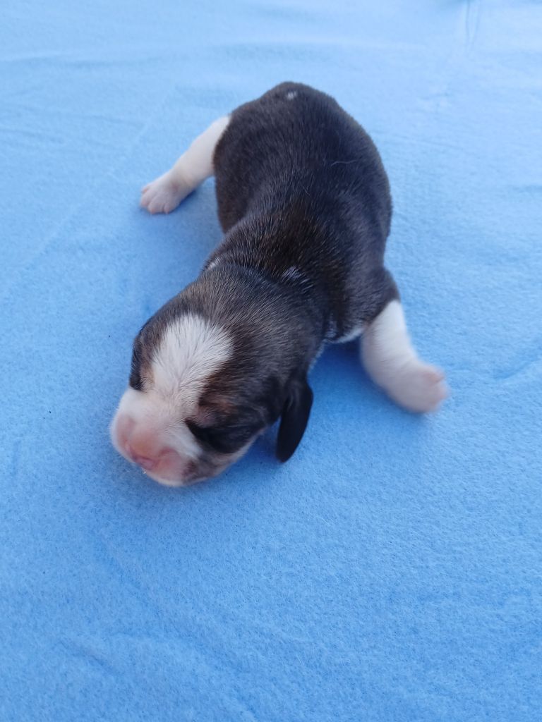 Du Moulin De Champiré - Chiots disponibles - Beagle
