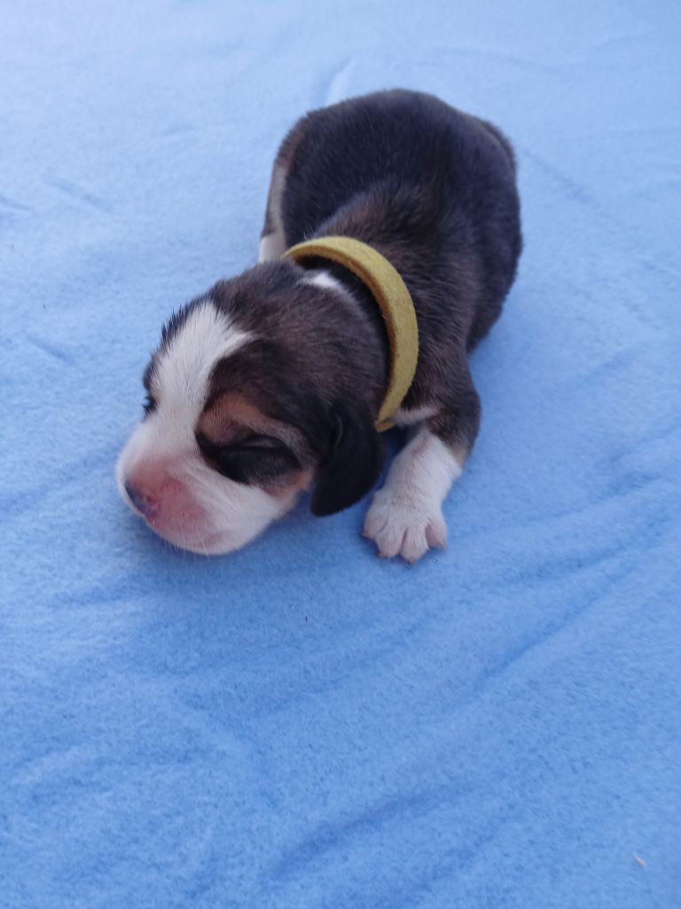 Du Moulin De Champiré - Chiots disponibles - Beagle