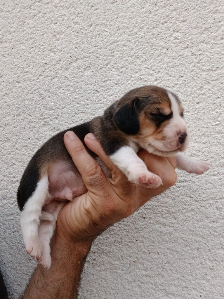 Du Moulin De Champiré - Chiots disponibles - Beagle