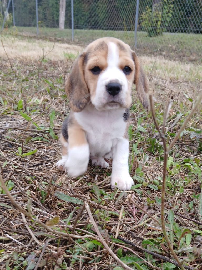 Du Moulin De Champiré - Chiots disponibles - Beagle