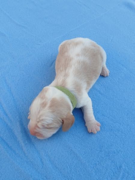 Du Moulin De Champiré - Chiots disponibles - Beagle