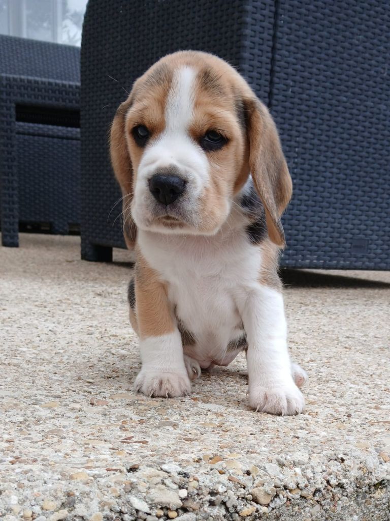 Du Moulin De Champiré - Chiots disponibles - Beagle