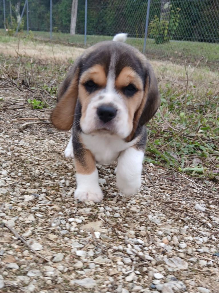 Du Moulin De Champiré - Chiots disponibles - Beagle