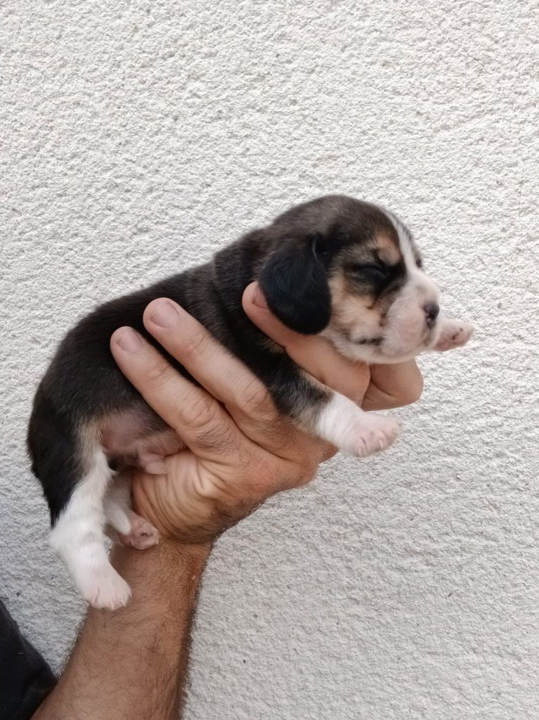Du Moulin De Champiré - Chiots disponibles - Beagle