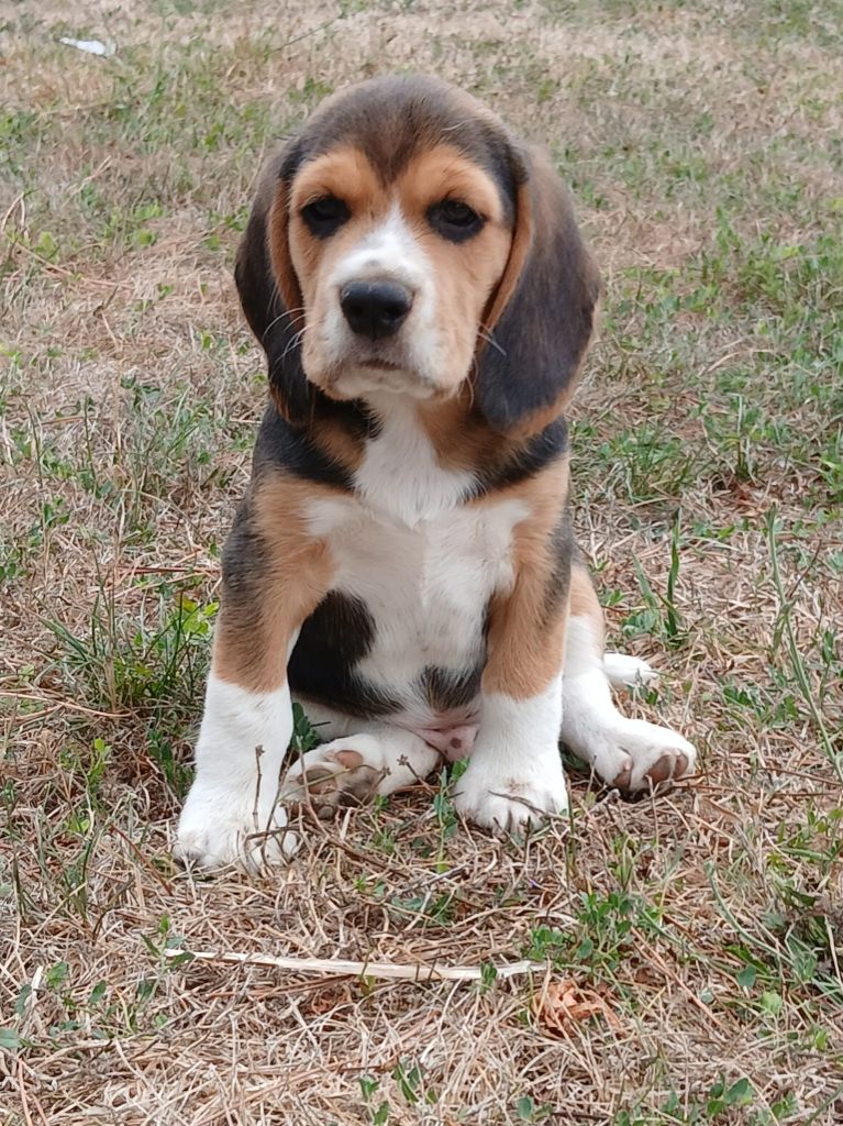 Du Moulin De Champiré - Chiots disponibles - Beagle
