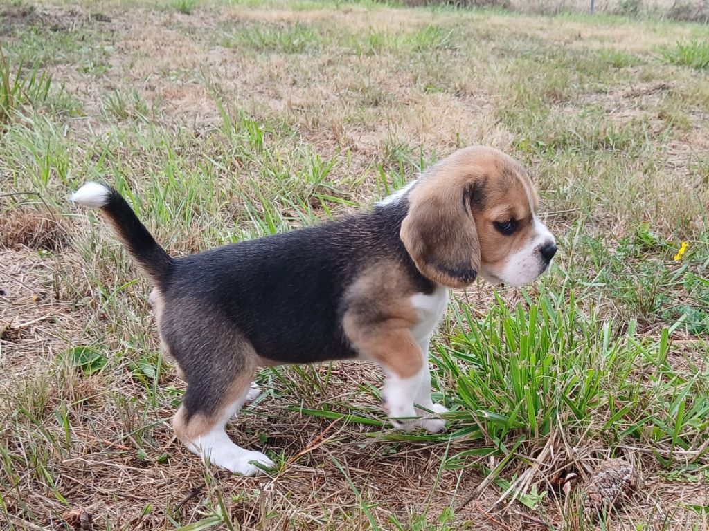 Du Moulin De Champiré - Chiots disponibles - Beagle