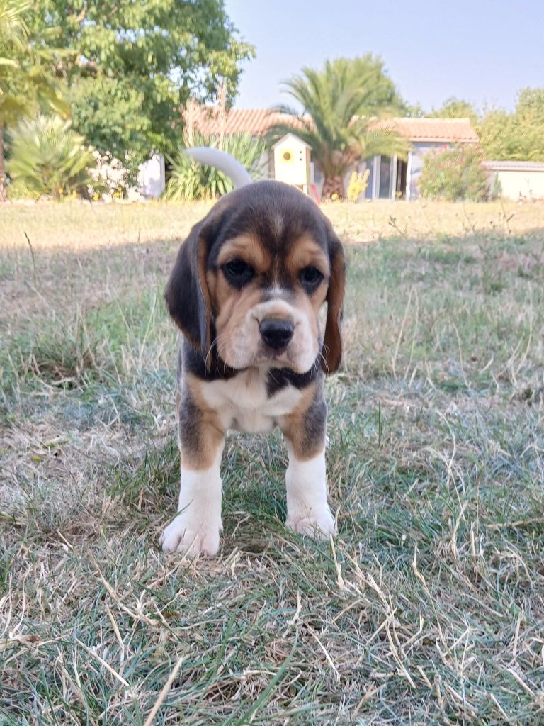 Du Moulin De Champiré - Chiots disponibles - Beagle